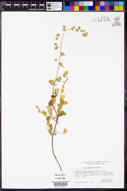 Phacelia patuliflora image
