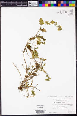 Phacelia patuliflora image
