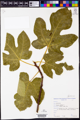 Ficus carica image