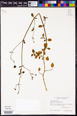 Boerhavia coccinea image