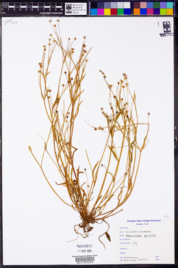 Krigia cespitosa var. gracilis image