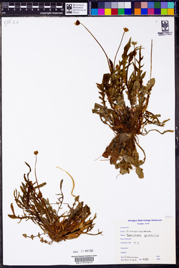 Krigia cespitosa image
