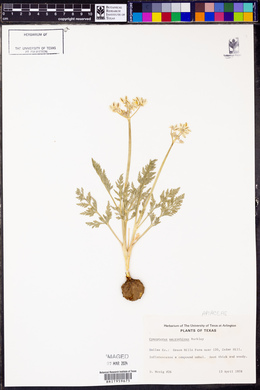 Vesper macrorhizus image