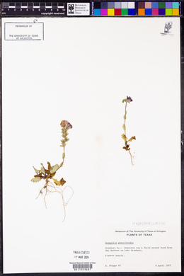 Nemophila phacelioides image