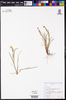 Sisyrinchium langloisii image