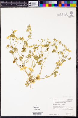 Cyclospermum leptophyllum image
