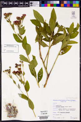 Vernonia texana image