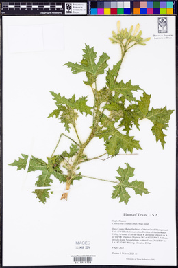 Cnidoscolus texanus image
