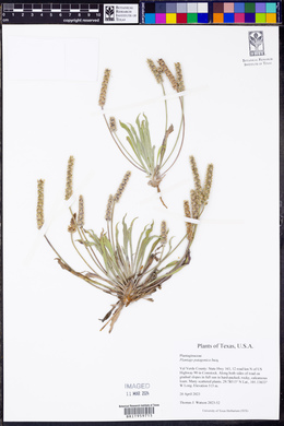 Plantago patagonica image