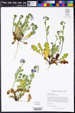 Phacelia intermedia image