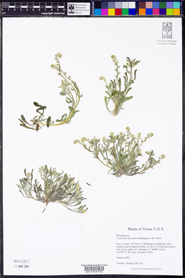 Johnstonella mexicana image