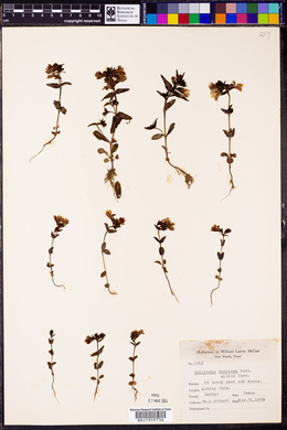 Collinsia violacea image