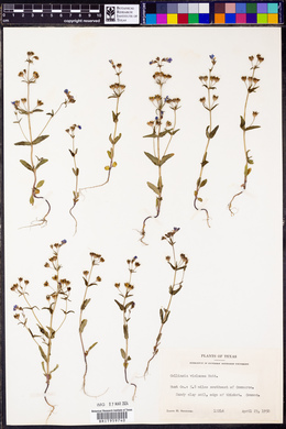 Collinsia violacea image