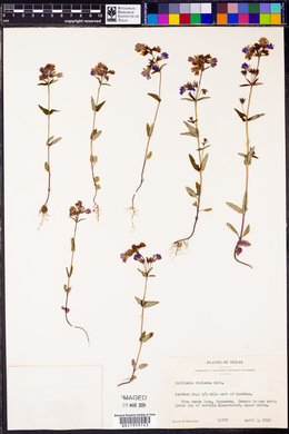 Collinsia violacea image