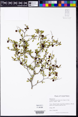 Colubrina texensis image