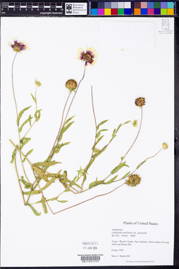 Gaillardia pulchella var. pulchella image