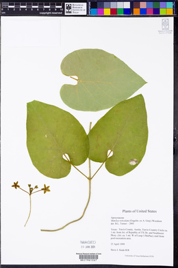 Matelea reticulata image