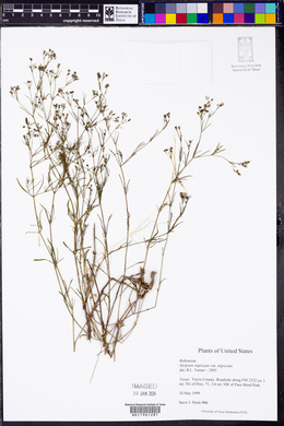 Stenaria nigricans var. nigricans image