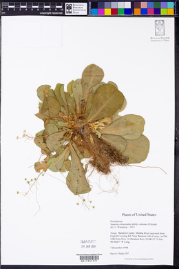 Samolus ebracteatus image