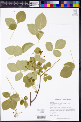 Ptelea trifoliata var. mollis image