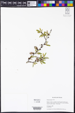 Prunus texana image