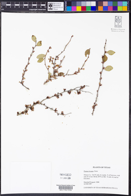 Prunus texana image