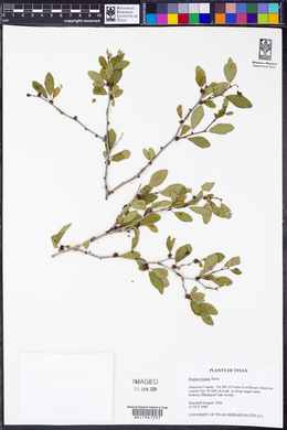 Prunus texana image