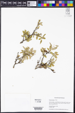 Prunus texana image