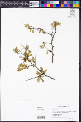 Prunus texana image