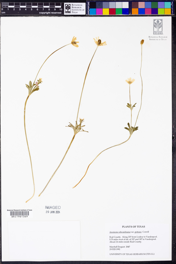 Anemone edwardsiana var. petraea image