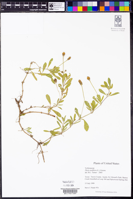 Phyla nodiflora image