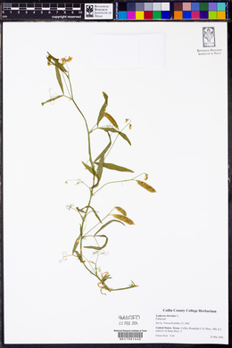 Lathyrus hirsutus image