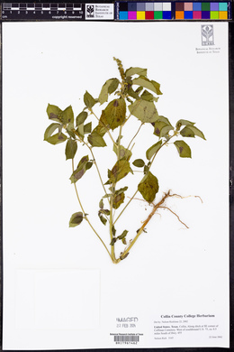 Acalypha ostryifolia image