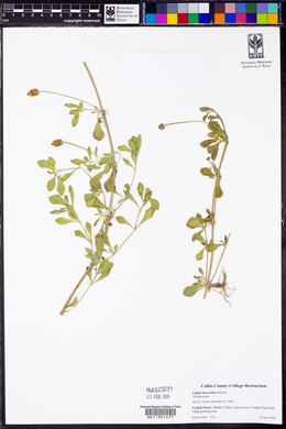 Phyla lanceolata image