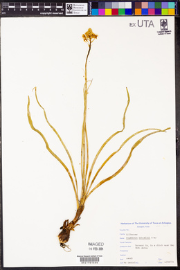Zigadenus nuttallii image