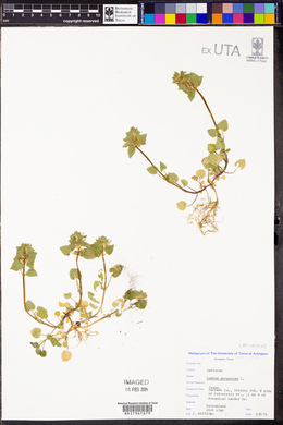 Lamium purpureum image