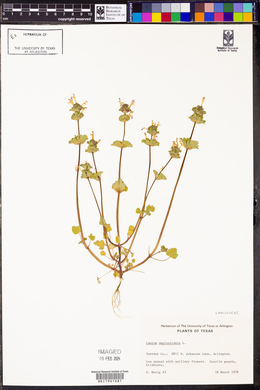 Image Associated With the Occurence