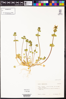 Image Associated With the Occurence