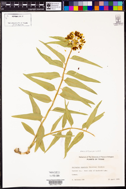 Asclepias asperula image