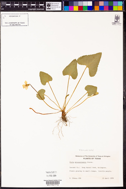 Viola missouriensis image