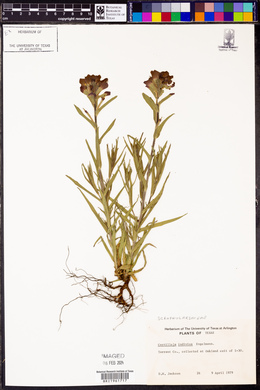 Castilleja indivisa image