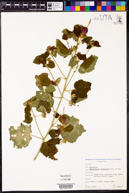 Malvaviscus arboreus var. drummondii image