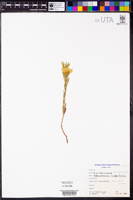 Oenothera linifolia image