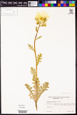 Argemone albiflora image