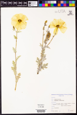 Argemone albiflora image
