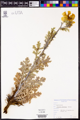 Argemone albiflora image