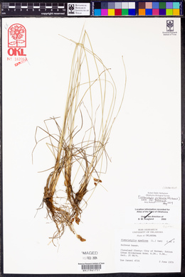 Fimbristylis puberula var. puberula image