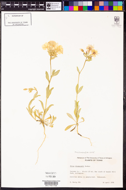 Phlox drummondii image