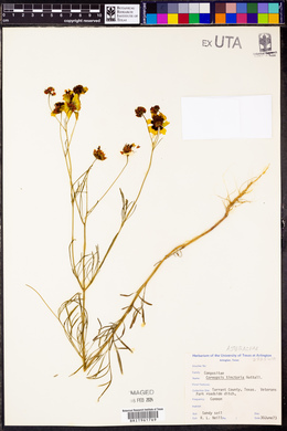 Coreopsis tinctoria image