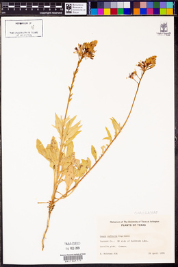 Oenothera suffulta image